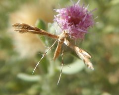 Trichoptilus ceramodes