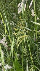 Trisetum flavescens