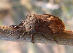 Megymenum brevicorne