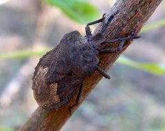 Megymenum brevicorne