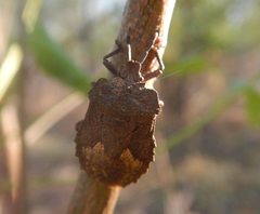 Megymenum brevicorne