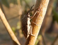 Megymenum brevicorne