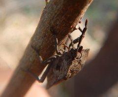 Megymenum brevicorne