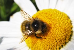 Bombus mixtus