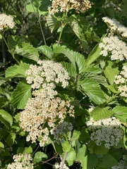 Viburnum alabamense