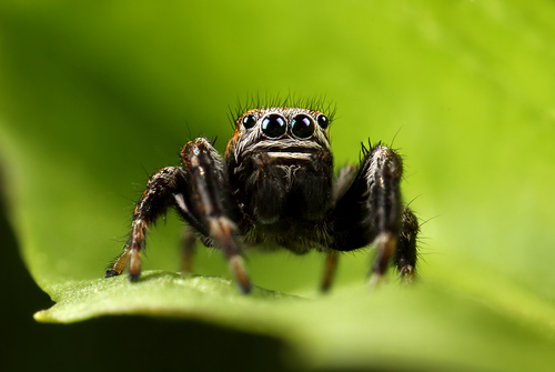 Vaivorykštinis musėgaudis nuotrauka