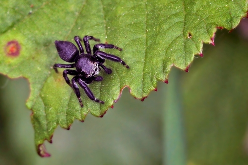 Vaivorykštinis musėgaudis nuotrauka
