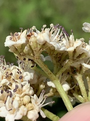 Viburnum alabamense