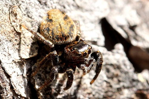 Vaivorykštinis musėgaudis nuotrauka