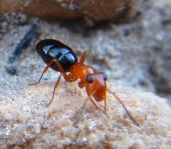 Opisthopsis haddoni rufoniger