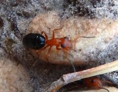 Opisthopsis haddoni rufoniger