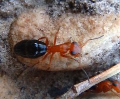 Opisthopsis haddoni rufoniger