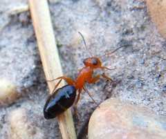 Opisthopsis haddoni rufoniger