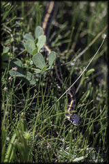 Thamnophis cyrtopsis cyrtopsis