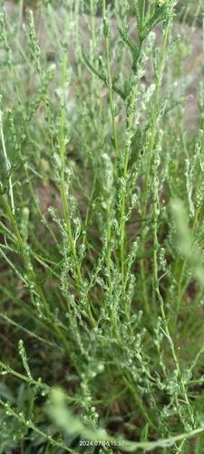 Forage kochia (Bassia prostrata)