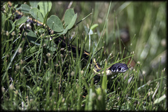 Thamnophis cyrtopsis cyrtopsis