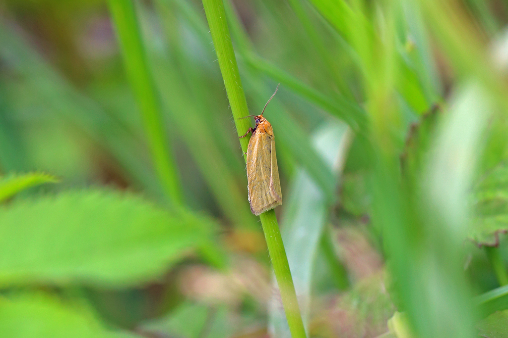 Timothy Tortrix