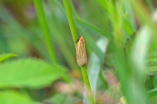 Timothy Tortrix