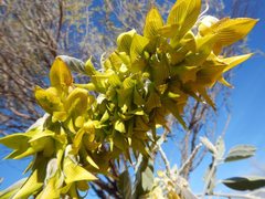 Crotalaria cunninghamii