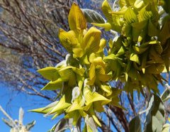 Crotalaria cunninghamii