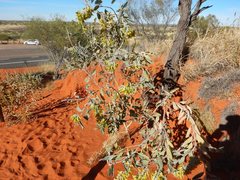 Crotalaria cunninghamii
