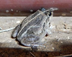 Ranoidea longipes