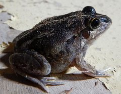 Ranoidea longipes