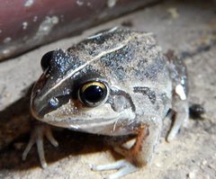 Ranoidea longipes