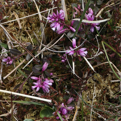 Polygala serpyllifolia