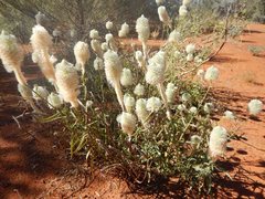 Ptilotus xerophilus