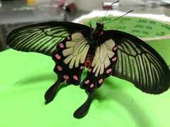 Pachliopta pandiyana