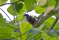 Pycnonotus zeylanicus