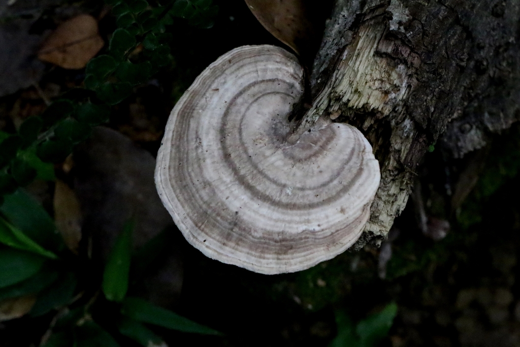 Trametes lactinea · July 2024 · photo: © agnestrekker (iNaturalist, CC)