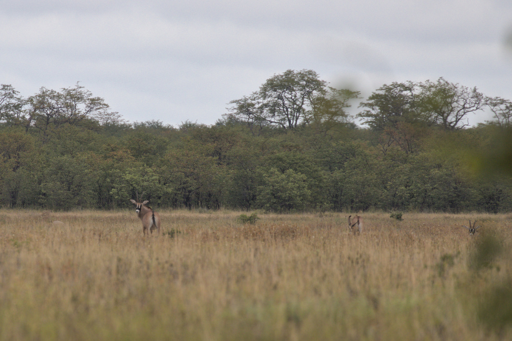 Hippotragus equinus equinus, Chobe, Botswana, by dirkvdl16
