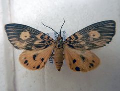 Asota plagiata