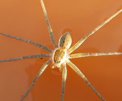 Dolomedes facetus