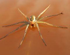 Dolomedes facetus