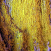 Gold Dust Lichens - Photo no rights reserved, uploaded by Peter de Lange