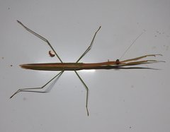 Tenodera blanchardi