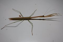 Tenodera blanchardi