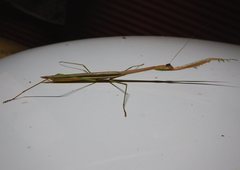 Tenodera blanchardi