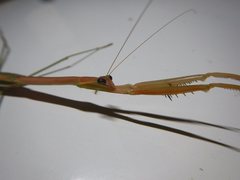 Tenodera blanchardi