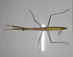 Tenodera blanchardi