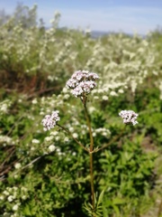 Valeriana dubia
