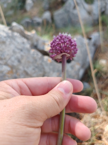 Image of Allium commutatum by (c) Ljaž, some rights reserved (CC BY)