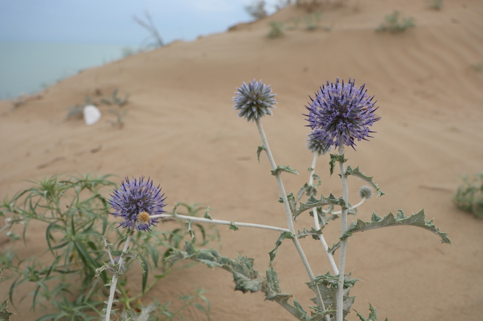 Echinops albicaulis