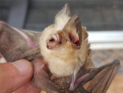 Hipposideros ater
