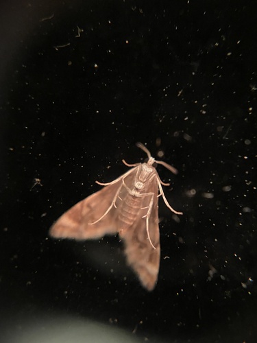 Eoparargyractis plevie photo 5