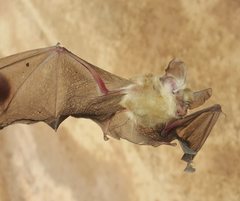 Hipposideros ater