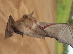 Hipposideros ater